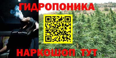 шишки Канаш